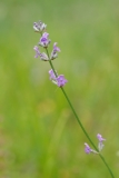Lavandula angustifolia