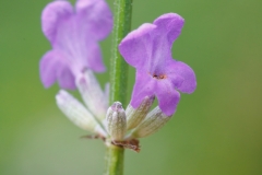 Lavandula angustifolia