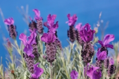 Lavandula stoechas