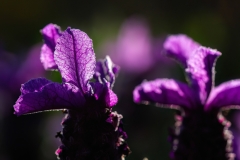 Lavandula stoechas