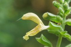 Salvia glutinosa