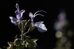 Salvia rosmarinus