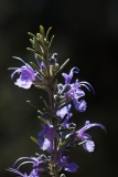 Salvia rosmarinus