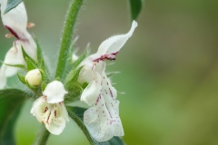 Stachys recta