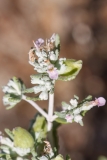 Teucrium capitatum