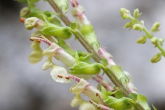 Teucrium scorodonia