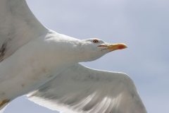 Larus michahellis