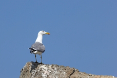 Larus michahellis