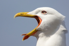 Larus michahellis