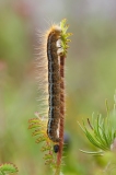 Lasiocampidae (May 2023, 1024 m asl, Abruzzo, Italy)