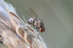 Lauxaniidae (July 2025, 1021 m asl, Abruzzo, Italy)