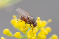 Minettia sp