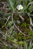 Pinguicula alpina