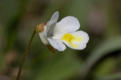 Pinguicula alpina