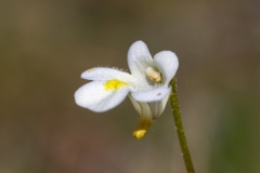 Pinguicula alpina