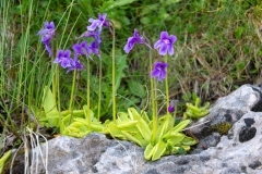 Pinguicula fiorii