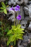 Pinguicula fiorii