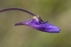 Pinguicula vulgaris