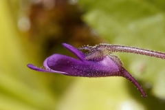Pinguicula vulgaris