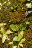 Pinguicula vulgaris