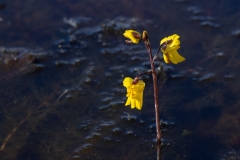 Utricularia vulgaris