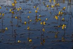 Utricularia vulgaris