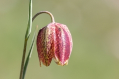Fritillaria montana