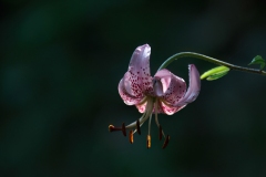 Lilium martagon