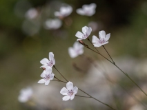 Linum tenuifolium