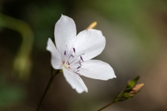Linum tenuifolium