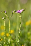 Linum viscosum