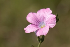 Linum viscosum