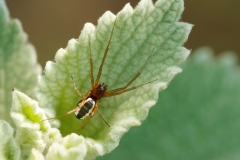Frontinellina frutetorum