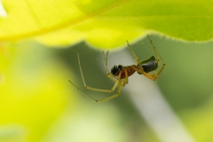 Frontinellina frutetorum