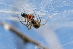 Frontinellina frutetorum