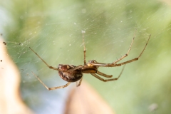 Linyphia sp