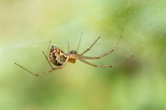 Linyphia sp