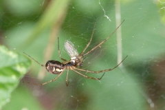 Linyphia sp