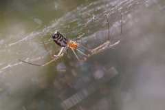 Lyniphiidae