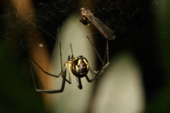 Linyphiidae