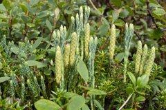 Diphasiastrum alpinum