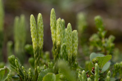 Diphasiastrum alpinum
