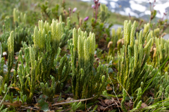 Diphasiastrum alpinum