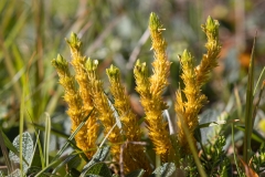 Huperzia arctica