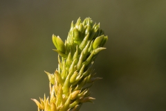 Huperzia arctica
