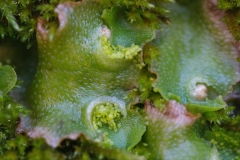 Lunularia cruciata