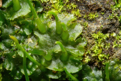 Phaeoceros laevis