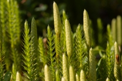 Spinulum annotinum