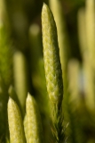 Spinulum annotinum