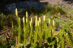 Spinulum annotinum